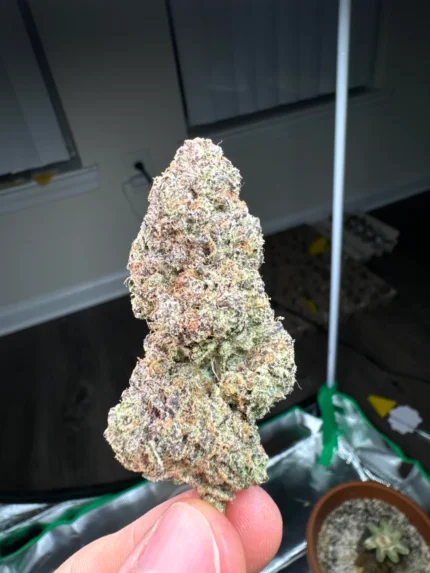 biscoff strain​