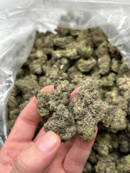 britscotti strain​