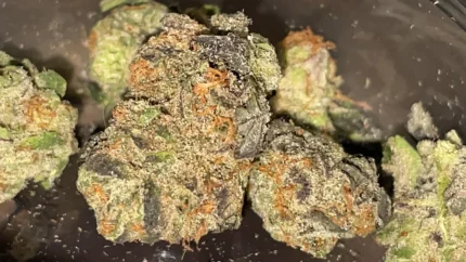 godfather og strain​