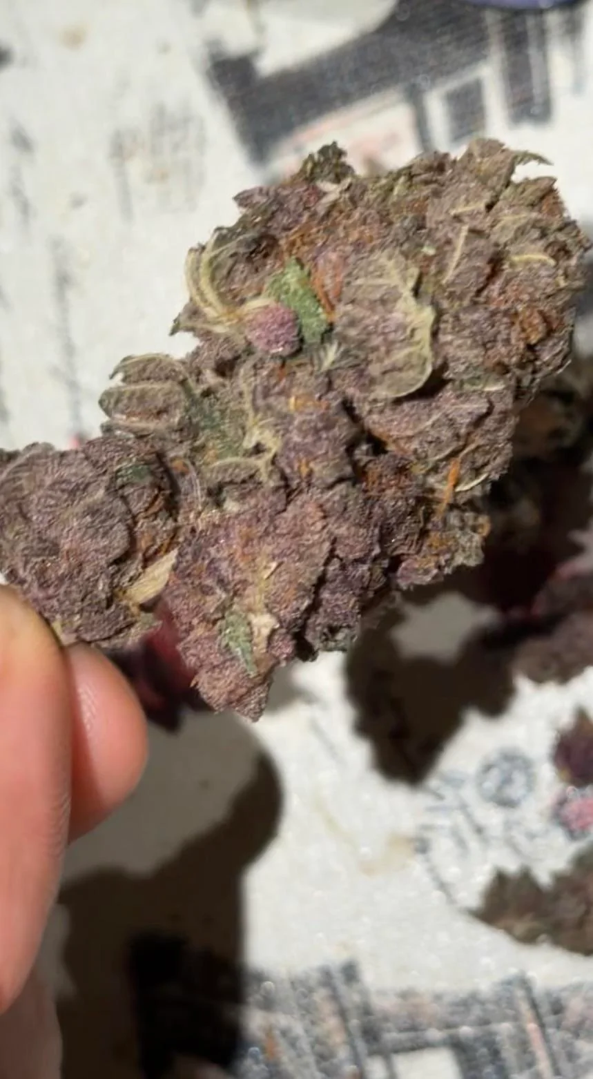 tropicana cherry strain tropicana cherry strain